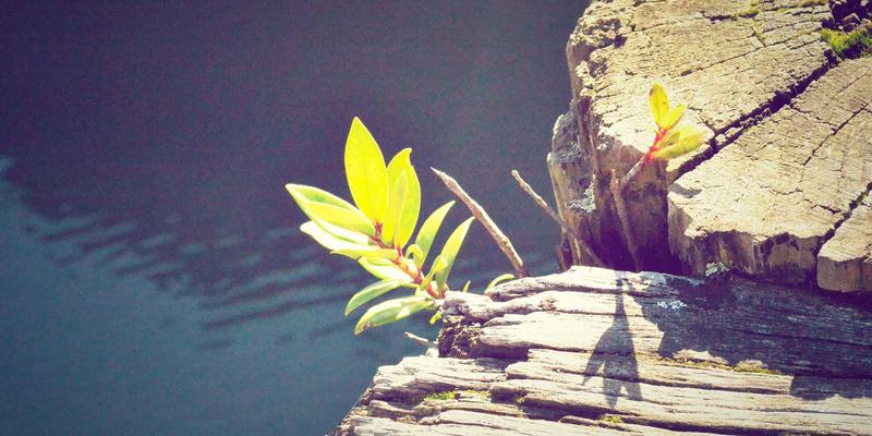 从安防到生态：双A围栏如何以护栏之身，筑起防风固沙的绿色长城