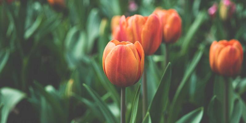 双A围栏与艺术涂鸦围栏：解析光伏电站周界防护的核心标准与工程实践