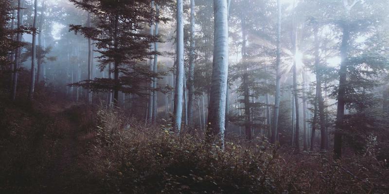 双A围栏：现代化屠宰场人畜分流与生物安全的关键屏障