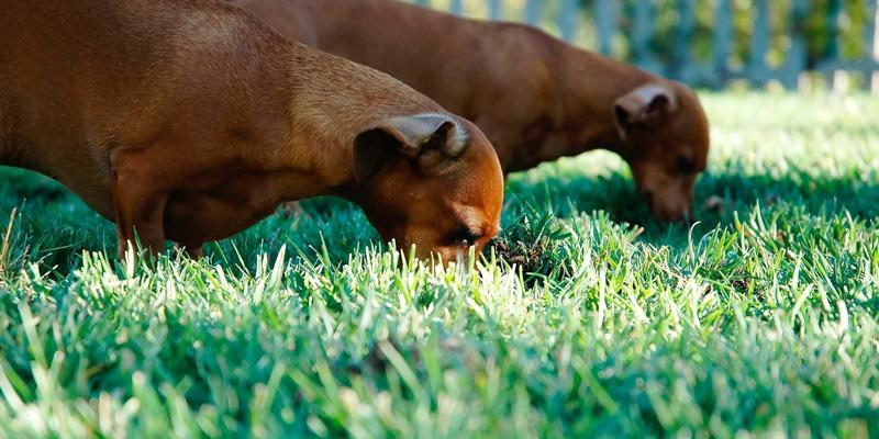 构筑智慧防线：双A围栏在大型物流园区周界安防中的部署策略与入侵预警联动