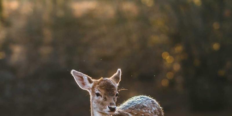 模块化双A围栏：如何以艺术涂鸦设计简化大型物流园区安防部署